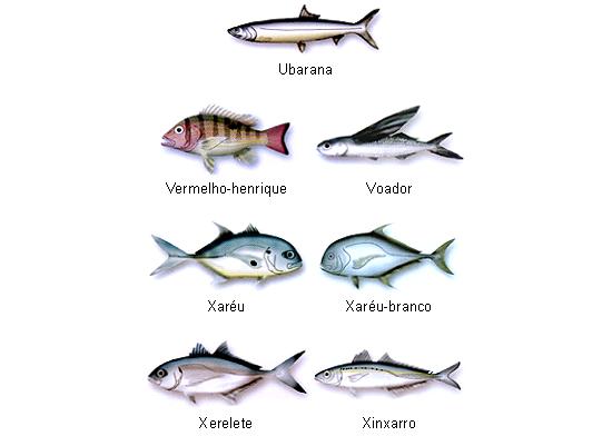 Peixes do Brasil