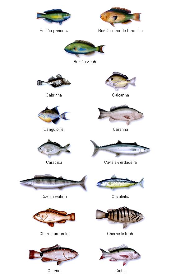 Peixes do Brasil