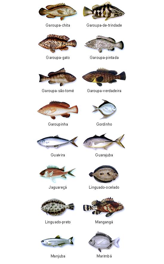 Peixes do Brasil