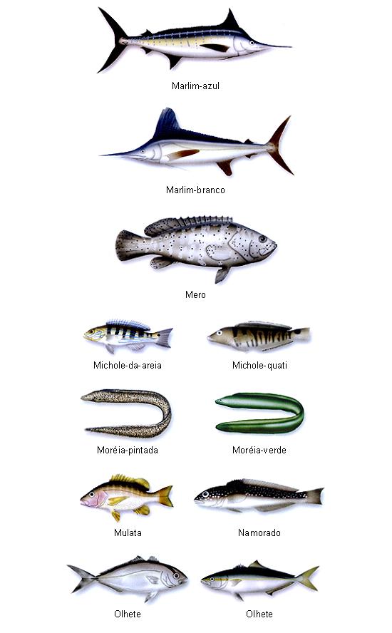 Peixes do Brasil