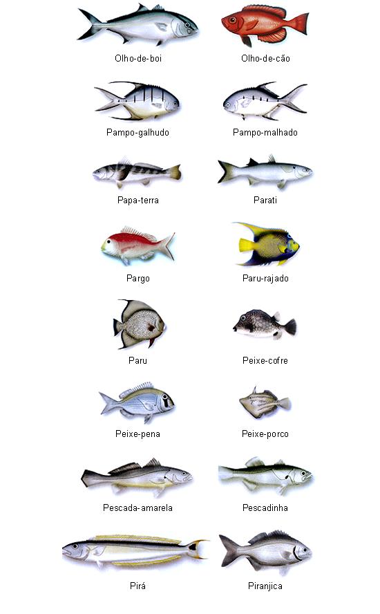 Peixes do Brasil