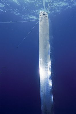 Oarfish