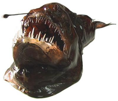 Anglerfish