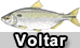 Voltar